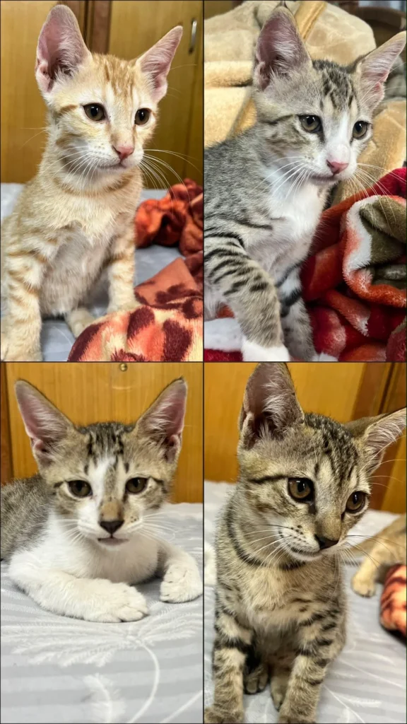Four photos of kittens in a grid: one ginger tabby and three grey tabbies, two with white chests, on beds and a red blanket. Indie kittens for adoption in Bhopal.