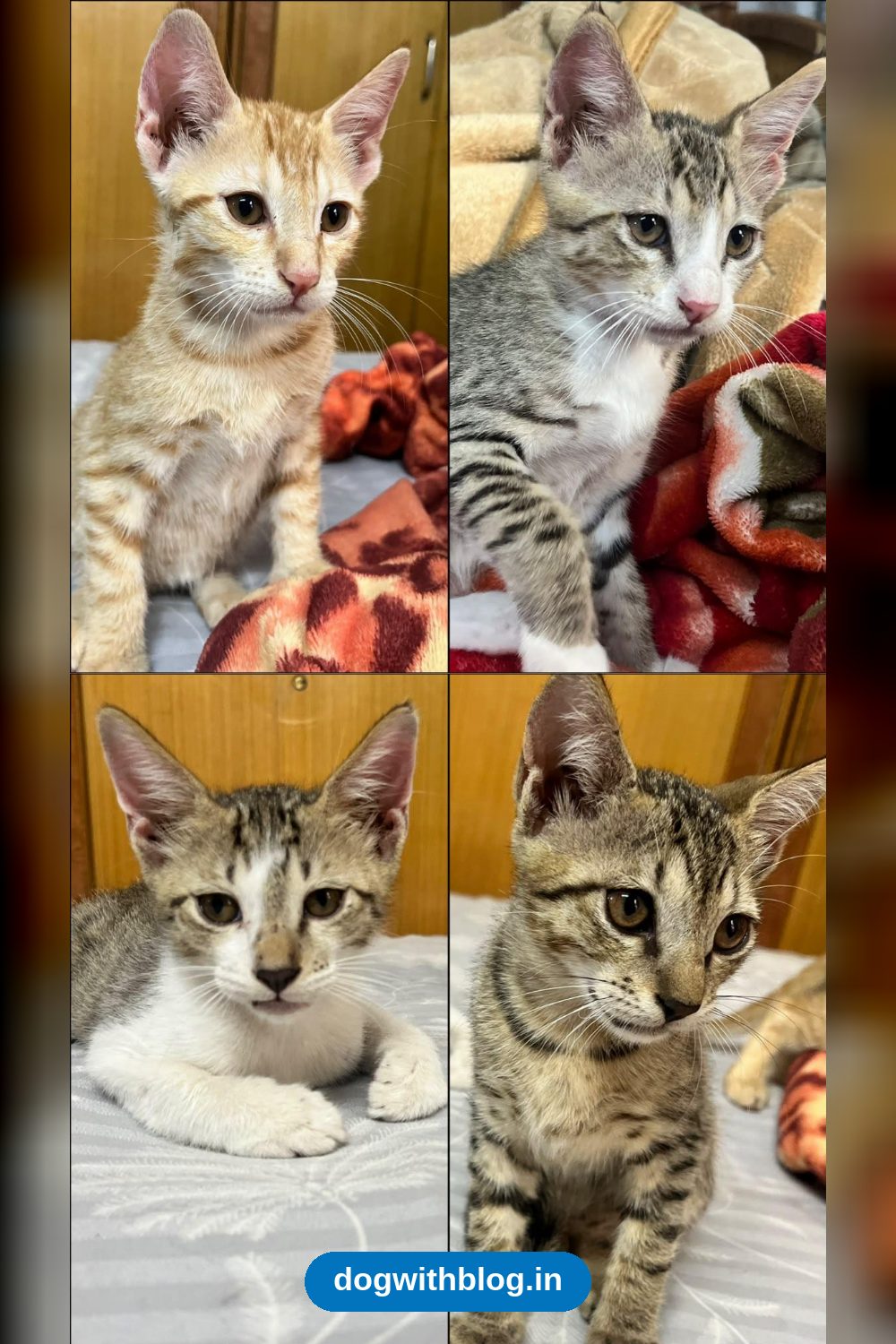 Indie Kittens, 2 Months Old, Can Go in Pairs or All Together in Bhopal