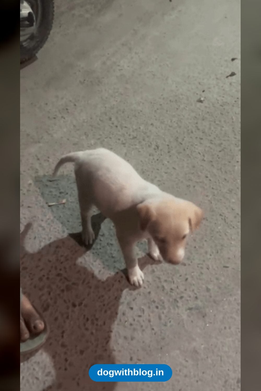 Tiny Puppy Attacked by Street Dogs Needs a Foster or Forever Home — Delhi NCR