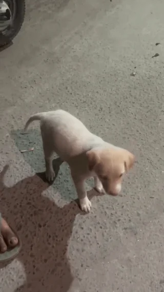 A small cream-coloured puppy standing on a paved road, with a person's foot at the edge of the frame. Rescued puppy in Delhi NCR needing a foster home.