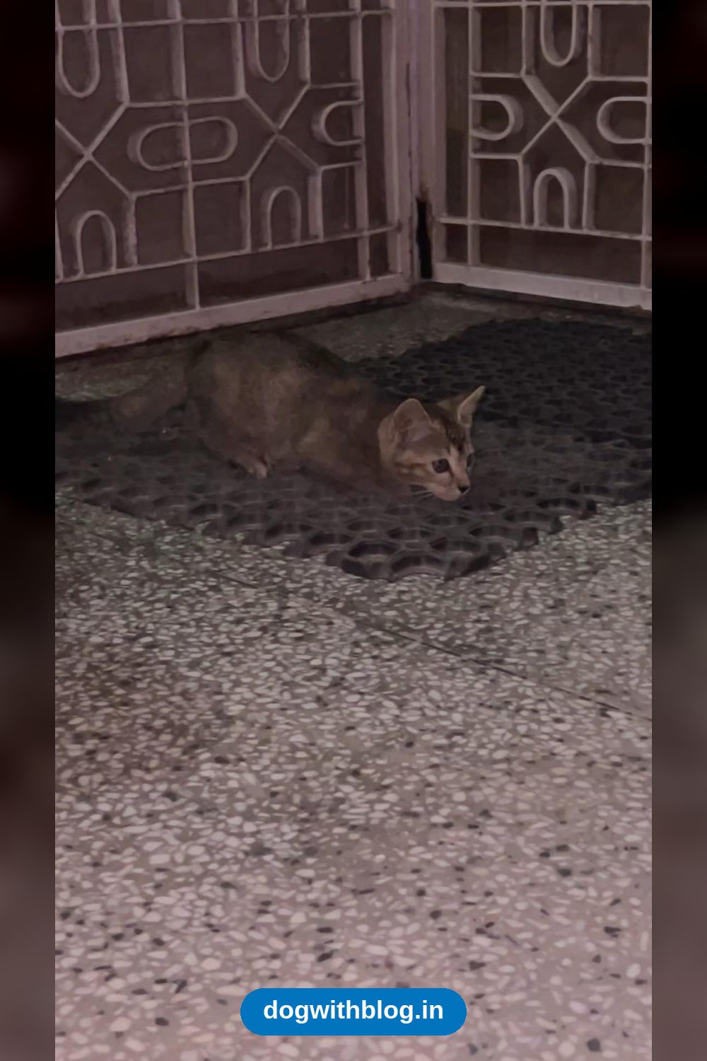Tikki, a 2-month-old kitten found in Vasant Kunj, needs a home in Delhi NCR