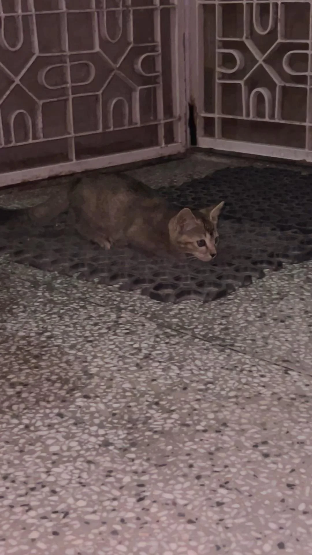 Tikki, a 2-month-old kitten found in Vasant Kunj, needs a home in Delhi NCR