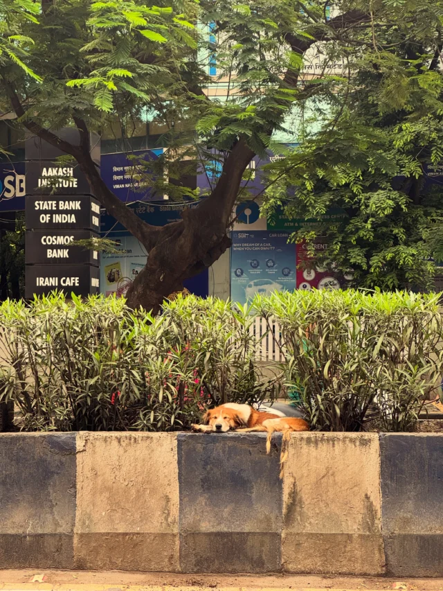 There’s a divider in Viman Nagar that holds the sun long after the sun has moved on.

I sleep there.

Not because it’s beautiful. It isn’t. It sits between a bank and a coaching centre and a café that makes better chai than either of them deserves.

I sleep there because it’s warm, and because no one has taken it from me yet.

You’ve walked past this divider. Maybe past me.

Most of you didn’t see a dog. You saw a shape the size of a delay, something to step around on your way to somewhere that mattered more.

I understand. I’m not always easy to see.

I’m not hard to help, though.

A bowl of water, left where a stranger can find it. That’s the whole of the miracle I’m asking for.

Not a home. Not yet. Just water, and the two seconds it takes to leave it.

Full story on the blog. Link in bio.

If you’ve ever looked twice at a dog like me, tell someone who hasn’t. 🐾