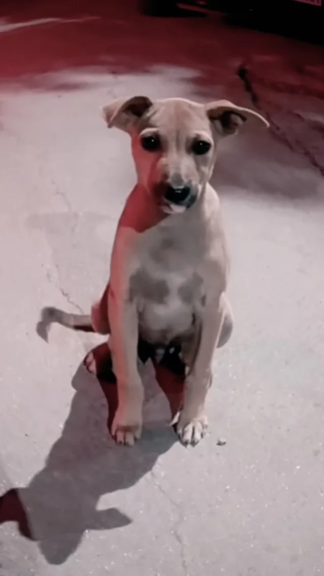 Bangalore adoption! 

Oreo is about two months old, dewormed, de-flea’d, vaccinations next. Playful, friends with everyone. Ready for a home today…

Know someone looking for the absolute best friend? Send them this 📞 9731891026. #indiedog #dogwith_blog #adoptdontshop🐾❤️