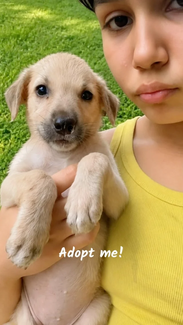 Meet Brownie! 🐕 

This 40-day-old girl is proof that the smallest rescues have the biggest hearts 🧡

A motherless Indie pup who was abandoned too soon. But she’s already chosen humans over heartbreak.

About Brownie:
✅ Age: 40 days | Gender: Female
✅ Breed: Indie | Health: Healthy
✅ Temperament: Super friendly with humans and dogs
⚠️ Vaccination + Sterilization: To be done at the right age. Guidance will be given.

She doesn’t know she’s small. She just knows how to love big. Brownie wants a home that will watch her grow, teach her the world, and never leave her behind again.

📍 Mansarovar Garden, Delhi
📞 To adopt Brownie: 8368796268

💬 Comment “BROWNIE” and we’ll send you adoption details
👉 Save this + Share to your story. 1 share can get her off the streets and into a home.

#BrownieThePup #AdoptDontShop #DelhiAdoption #IndiePuppy #PuppyAdoption RescuePup MansarovarGarden AdoptMe DesiDog ForeverHome

P.S. Indies are low-maintenance, super intelligent, and the best family dogs. Give her a chance 💛