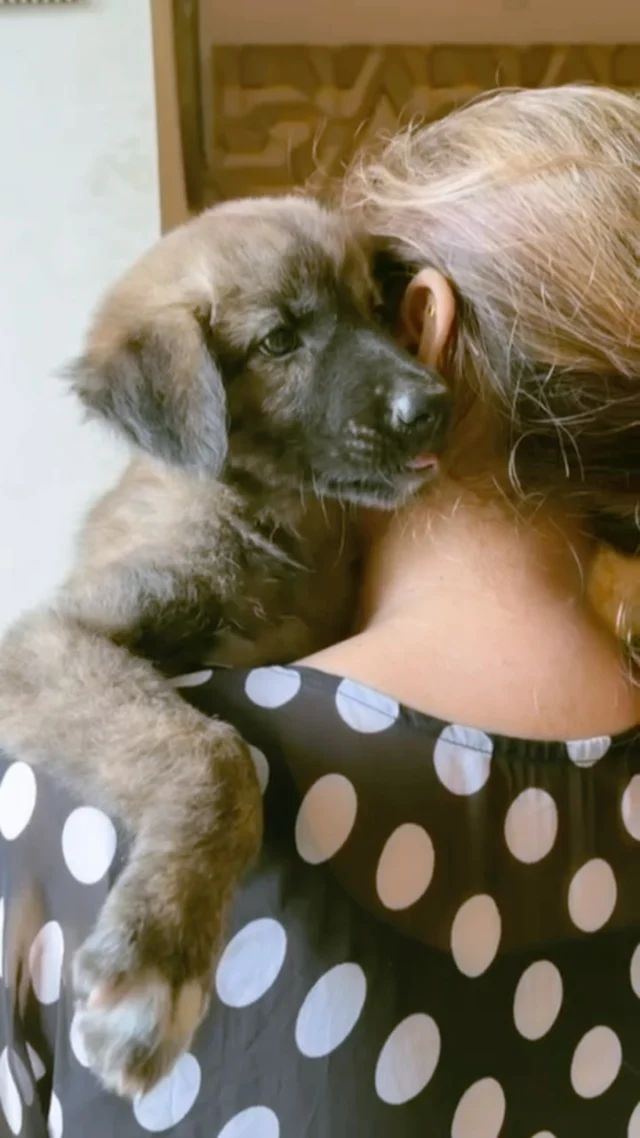 This 40-day-old pup was left motherless. 

Meet Jamun 🐕 
A sweet female Indie puppy looking for her forever person.

About Jamun:
- *Age*: 40-45 days old
- *Health*: Healthy and active
- *Temperament*: Friendly with both humans and dogs
- *Location*: Mansarovar Garden, Delhi

Jamun is at the perfect age to bond and learn. Indies are smart, loyal, and low-maintenance family dogs. 

If you can’t adopt, you can still help her.

📍 Mansarovar Garden, Delhi
📞 Adoption inquiries: 8368796268

*How you can help Jamun today:*
1. Save this post to help it reach more people
2. Share to your story - someone in Delhi might be her person

#DelhiDogAdoption #AdoptDontShop #IndiePuppy #rescueddogsofinstagram 
#dogwith_blog
