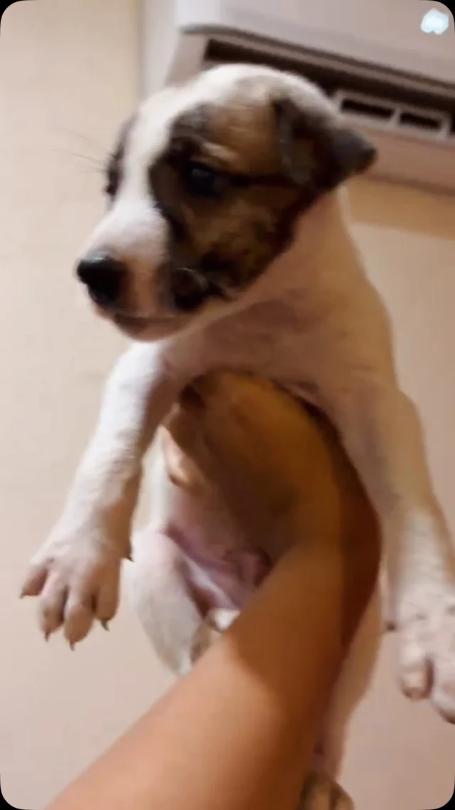 Meet Imli, a tiny 40-day-old Indie puppy, looking for a safe, loving home in Delhi. 🐾

Imli is a healthy male puppy with a friendly nature around both humans and dogs. He became motherless at a very young age and now needs a family that can give him the care, warmth and love he deserves.

📍 Location: Mansarovar Garden, Delhi 
📞 For adoption enquiries: 8368796268
#indiedog #adoptdontshop #dogwith_blog 

Could Imli be the little companion someone has been waiting for? Please share this post with Delhi-based adopters and help Imli find a forever home. ❤️