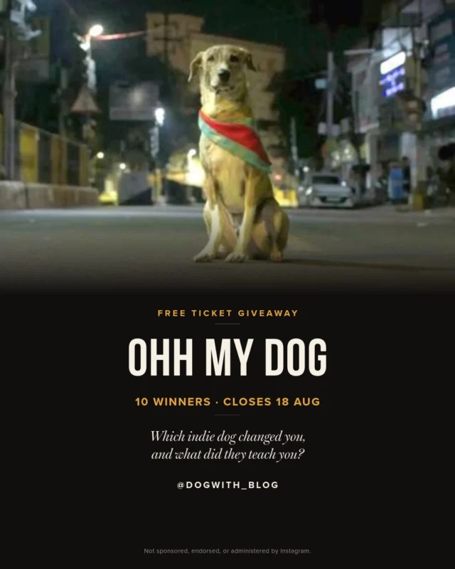 "Ohh My Dog" flips a story you already know: not a boy searching for his dog, but a dog searching for his man. That reversal is the whole reason we reviewed it. Full review's on the blog if you want the argument (link in bio).

Now we want you in the theatre for it. We're giving away 10 tickets, one each, to a Connplex screen near you.

To enter: comment with the name of a real indie/street dog who taught you something, and what it was. One line is enough. We're not picking the saddest story or the funniest one, just the ones that are true.

Bonus entry: share this to your Stories and tag @dogwith_blog 

Entries open now and close 18 Aug. Winners announced in Stories and pinned here. India only.

This giveaway is run by Dog With Blog and Connplex Cinemas and is not sponsored, endorsed, or administered by Instagram.