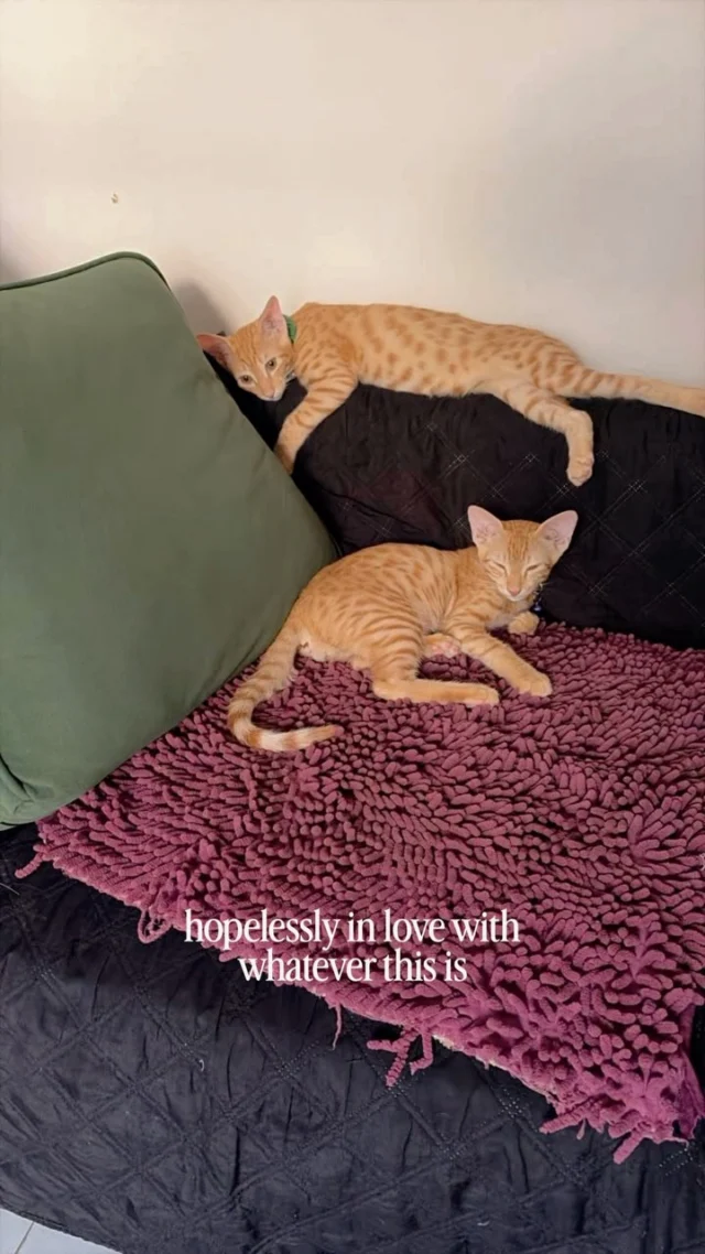 These two kittens still don’t have a home. 🐾
4-month-old brothers. Vaccinated. Litter trained. Dewormed. 

The foster mom taking care of them is about to have her own baby — she can’t keep fostering past this week.
Pair adoption preferred (they’ve never been apart) but single adoption works too.

Know someone in New Delhi? Send them this. That’s what finds kittens homes.
📞 9990179700

Please share! #adoptdontshop #catsofdelhi #indiekitten