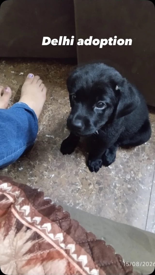 Pets are not gifts. This puppy is proof.

Cola is two months old. A relative gave him to a bride-to-be before her wedding, as a surprise. Now she’s moving in with her in-laws, who won’t allow a dog, and this puppy urgently needs a home, through no fault of his own.

Nobody checked if she was ready. Nobody checked if her new household would even keep him. The breeder definitely didn’t ask, because a sale is a sale.

If you love someone, don’t surprise them with a living being. Ask first. Then help them prepare for it properly.

He’s healthy, vaccinated on schedule, and has no idea any of this happened. He just needs someone to say yes for the right reasons.

Adoption inquiries: 📧 cat@dogwithblog.in
House checks and pre-adoption formalities apply.

Tag someone who’s ready for a puppy, not a surprise. Share this so he finds his people.