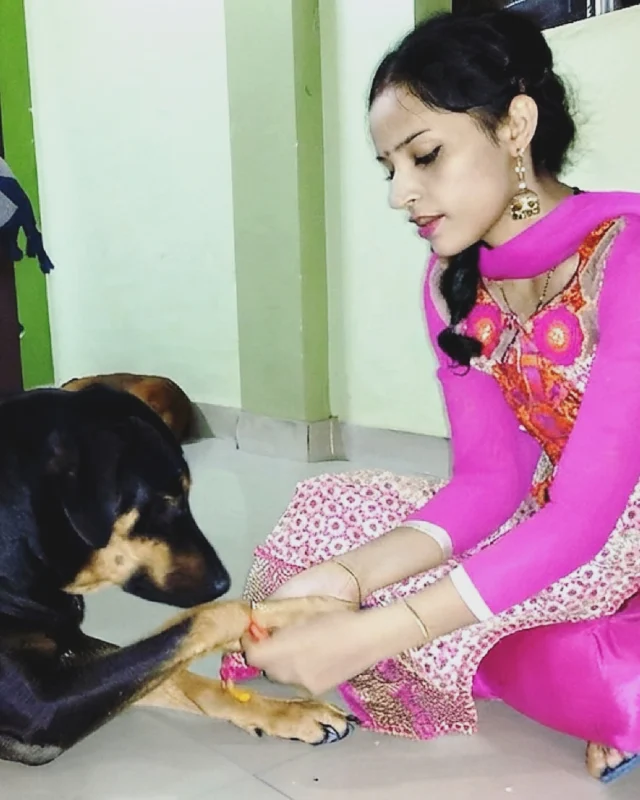 Chinki tied a rakhi on Tyson this morning. He sniffed it, tried to bite it off twice, then gave up and went back to sleep on the sofa.

He’ll still be at her door tonight like every other day. He will walk by her side when she is late from work or as she goes off to it. The fur-ever guardian. 

If you tied one on your dog today, DM us the photo. Picking a few to run on the blog and in stories this week.
One thing before you do it: skip the mithai, most of it has sugar, ghee or chocolate that isn’t good for dogs. And take the rakhi off once the photo’s done, don’t leave it on him.

#AdoptDontShop #IndianDog #DogWithBlog #RakshaBandhan #dogsofindia