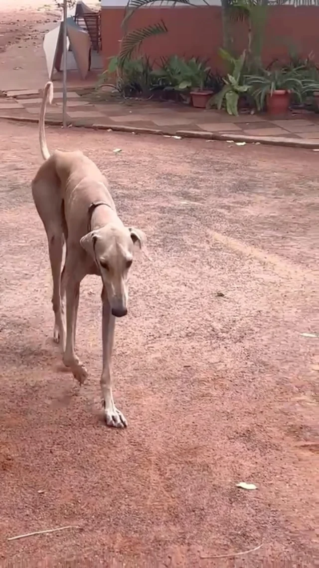 Meet Jumbo, a 3-year-old Chippiparai who has spent his life on the streets of Auroville.

He is healthy, vaccinated, neutered, and friendly with people and other animals.

Jumbo lives as a community dog, but he needs a home. Food and care can be uncertain on holidays, and he doesn’t always get enough nutritious food or help when he falls ill.

Can you give Jumbo a safe, loving home?

Email: cat@dogwithblog.in