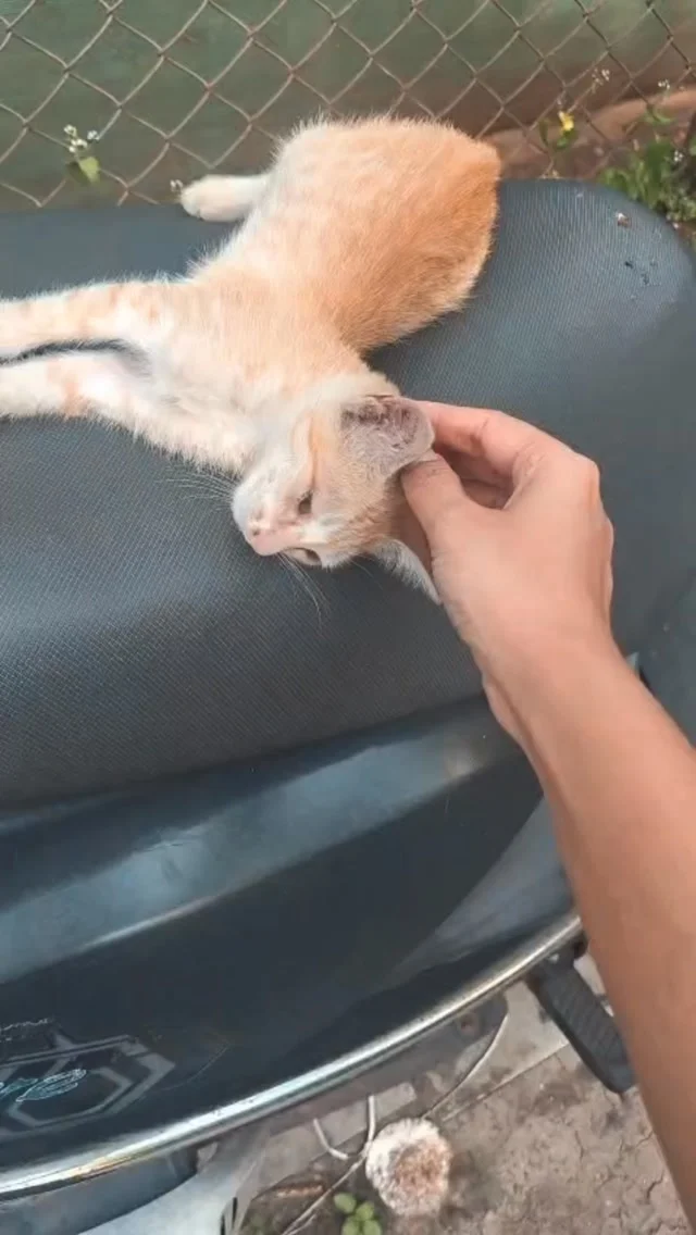 Somewhere in the middle of a Tuesday, a cat decided you had nowhere better to be.

Turns out you didn’t. 🐈 

Caturday, everyday!