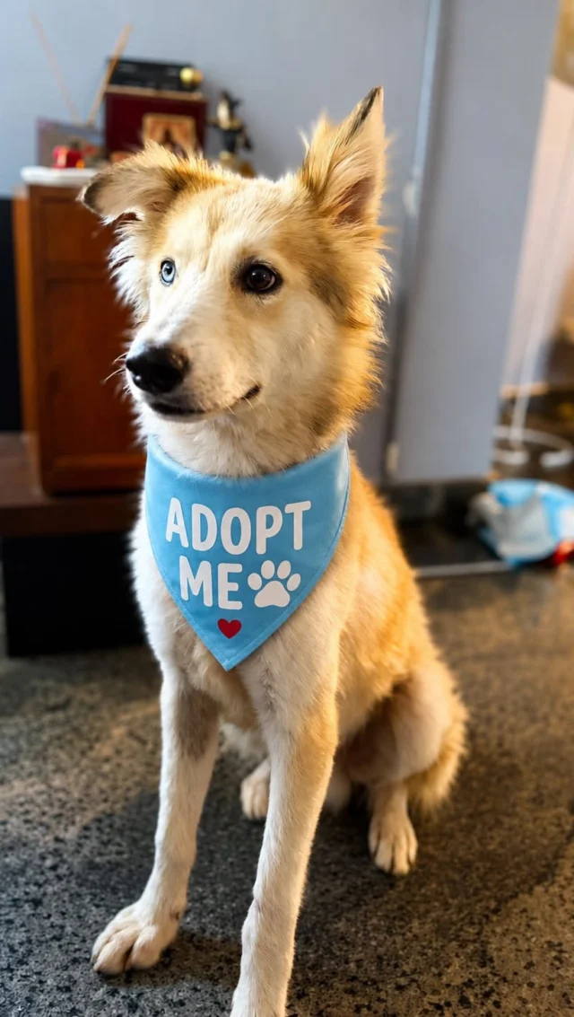 Far from home, this blue eyed doggo got named Krypto before he even had a family.

Maybe it was the ice-blue eyes. Maybe it was the way he holds his head up like he’s about to leap off a building. Either way, the name showed up before the family did.

He’s 1 year 2 months old now. Copper-brown, single-coated, and still waiting for someone to notice he’s basically a superhero in a foster home in Bangalore.

Vaccinated ✔ Dewormed ✔ Neuter scheduled ✔

DM us to adopt, or 📧 cat@dogwithblog.in 

Krypto doesn’t need a cape. He needs a couch. Send this to the one person in Bangalore who’s been circling the idea of a dog for months.