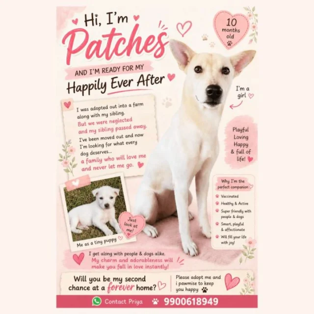 Patches was adopted out to a farm once, with her sibling. Neither of them was looked after there. Her sibling didn't survive it.

She's ten months old, out of that place, vaccinated and healthy, and still friendly with every person and dog she meets.

Somebody already said yes to her once. What she needs is the version that holds.

Bengaluru: Priya, WhatsApp 9900618949. Her full story is on the blog, under Adopt.

#adoptdontshop #indiedog #dogadoption #bengaluru #indiedogsofinstagram #adoptdontshopindia