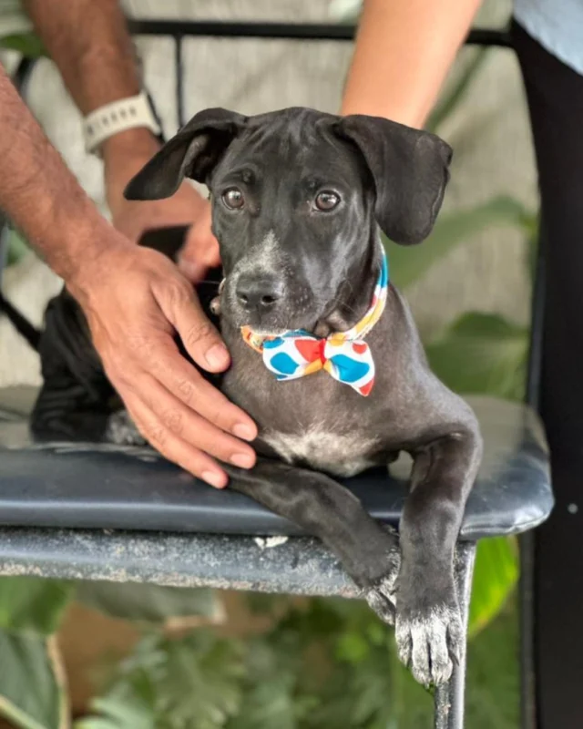 Puppy adoption in Bangalore: Oreo is 3 months old, vaccinated, dewormed, and waiting in Whitefield.

She's an indie girl, possibly a Lab mix. Healthy, no medical issues, fully vaccinated and dewormed.

She's very active and very friendly, and she plays with everyone she meets, people and dogs both.

She isn't fully trained yet. She does already know where she's meant to go, which is most of the work at three months old. The rest is a fortnight of patience.

She doesn't need a big house or a breed name. She needs people who'll stay for the next 13 years.

Save this so she stays on your mind, and send it to one person in Bangalore who's been saying they want a dog. That DM is how she gets home.

To adopt or foster Oreo, call or WhatsApp Niharika on 9742307741 or 8341817416. 

#AdoptDontShop #IndieDogs #BangaloreDogs