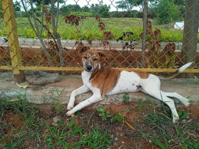 R Sai Laxmi, a student in Sarjapur, has been looking after this 6-month-old indie puppy, Shanti Sai, and is now trying to find her a permanent home.

Shanti Sai is fully vaccinated, dewormed, and used to people. She just needs someone in Bangalore willing to take her in.

If that's you, or someone you know, message 8778968470 on WhatsApp. Sharing this post is the fastest way to get her seen by the right person.