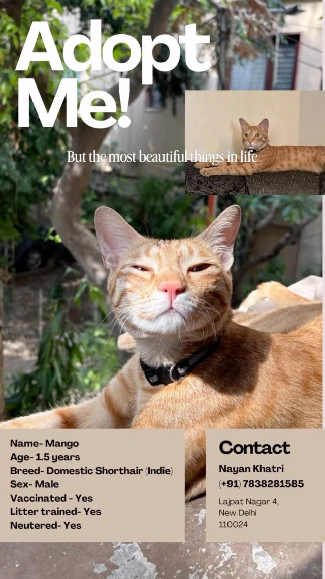 Mango needs a new home as his owner is moving abroad and there is no one in Delhi to take him. 

He’s 1.5, playful, glued to windows, an easy solo cat by day and a full cuddler at night. Vaccinated, neutered, dewormed, litter trained. He’s sensitive, so this isn’t a home for shouting or rough hands.

Lajpat Nagar 4, New Delhi. Call/WhatsApp +91 7838281585 or cat@dogwithblog.in.

Know someone in Delhi who wants a cat like this? Tag them.

#AdoptDontShop #CatAdoptionIndia #DelhiCats #IndieCats