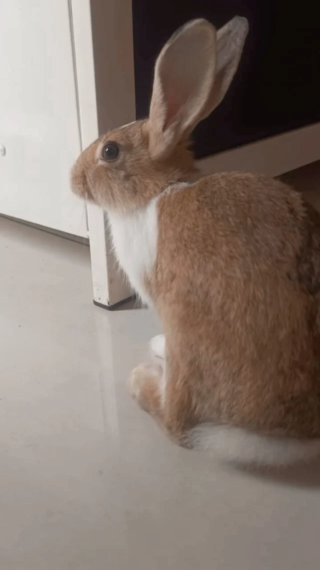 Three rabbits in Indore need a new home, and fast.

Meet the trio:
🐰 7.5 months
🐰 6 months
🐰 3 months

Rabbits aren’t starter pets. They live 8+ years, need hay every day, and need space to run, not a cage 24/7. If you know that (or are ready to learn), they’re yours.

Ideally an adopter who can take all three, but we’ll consider homes for one or two too.

Know someone in Indore who’s been wanting a bunny? Send this to them. That one DM might be a home.

To adopt: 📧 cat@dogwithblog.in

#AdoptDontShop #RabbitAdoption #IndoreAdoption #BunnyLove