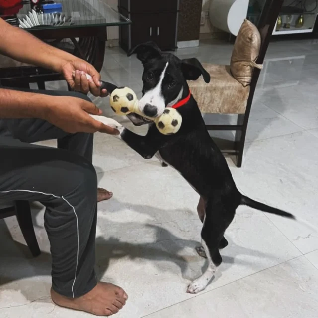 A 5-month-old puppy has a deadline.

Cookie’s foster can’t keep her any longer. If no one steps in, she ends up on the roads.

What a family gets: a very friendly Indie girl, vaccinated, dewormed, healthy, and great with both people and dogs. She’s also a puppy who will stand on two legs to win a tug-of-war.

📍 Sector 17, Gurgaon
📞 Call 9810165517 to meet her

Know someone in Gurgaon or Delhi NCR with room for a puppy? Send this to them.

#AdoptDontShop #IndieDog #GurgaonDogs #UrgentAdoption #dogwith_blog