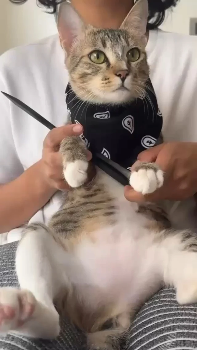 Penny needs a forever home in Pune. (Mumbai or Bangalore works as well) 

1-year-old female tabby. Litter trained, vaccinated, dewormed and sterilised. Friendly, easy to handle, indoor only.

She has to be the only pet. Needs the whole house, not one room, plus playtime before and after work. Fine alone for office hours. Eats Smylo wet food and Royal Canin dry.

Rescued last Diwali after firecrackers split her from her mother. Adopted in March, then neglected. She ran away twice. Serious adopters only. Stable home, lifespan commitment. Formalities mandatory.

WhatsApp 7043782899

#AdoptDontShop #CatAdoption #PuneCats #MumbaiCats #bangalorecats