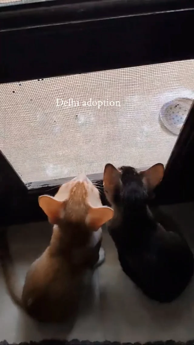 This duo was born together. They deserve to grow up together. 🧡🩶

Meet Delhi’s most bonded kitten siblings looking for a forever home - TOGETHER.

🧡 Orange boy: Playful, curious, pure entertainment
🩶 Tabby girl: Sweet, gentle, his partner in crime

Age: 2 months, 20 days
Health: Healthy, dewormed, 1st vaccination done, litter trained
Location: Delhi NCR

They play together, eat together, and sleep curled up together.

Ideal home: Safe indoor home, good nutrition, regular vet care and sterilisation when due, and ready for a 10-15 year commitment.

📍 Delhi NCR
📩 To adopt both: tanishatokas29@gmail.com / cat@dogwithblog.in

Comment KITTENS for details.
Save + Share to help them find home.

#DelhiCatAdoption #catsofdelhi #AdoptDontShop #DelhiNCRPets #adoptdontshop