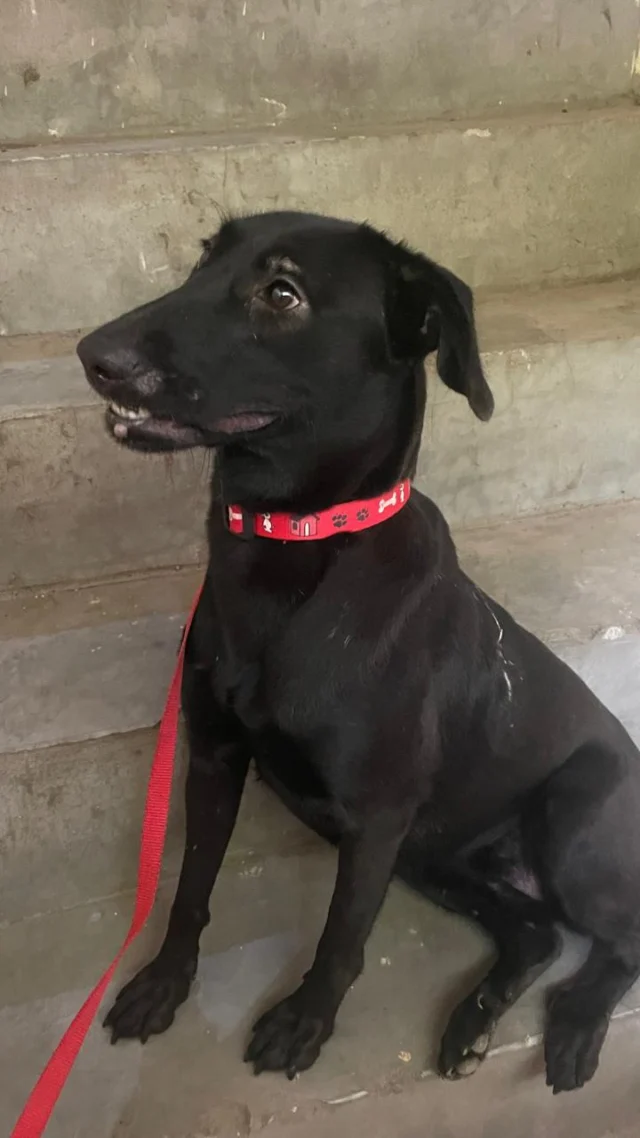 She was hurt for being too friendly. Blacky is still friendly.

Blacky is a rescued Indie dog from New Delhi, about 1 year old, with eyes you’ll remember.

On the streets, her friendliness cost her. People in her colony had no room for street dogs, and she carries the injuries they gave her. She still walks up to humans with her tail going.

What Blacky needs now is a home where she’s safe and loved.

🐾 Age: approx. 1 year
🐾 Indie female with beautiful eyes
🐾 Neutered and fully vaccinated
🐾 Location: New Delhi

To adopt Blacky, call +91-9717337181

Know someone in Delhi who’s been thinking about adopting? Send this to them.

#AdoptDontShop #IndieDog #DelhiDogs #DogAdoptionIndia #dogwith_blog