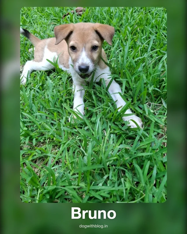 Six indie puppies in Bengaluru are waiting for someone to pick them.

Coco, Milo, Kaju, Boba, Sammy and Bruno are indie puppies who need a home in Bengaluru.

Coco is bubbly. Milo is curious about everything. Kaju is the smart one. Boba would happily sit in your lap all evening. Sammy and Bruno have floppy ears and white blazes down their faces, and Bruno has a black-tipped tail that never stops moving.

Coco, Milo and Kaju are vaccinated and dewormed, so they’re ready to come home. Ask Srinivas about Boba’s vaccination and about the age and gender of Sammy and Bruno.

Same rescuer, one phone number.
Srinivas: 95352 08103 (call or WhatsApp)

Send this to the friend who keeps saying “someday” about getting a dog.

#AdoptDontShop #IndieDogs #BengaluruDogs #AdoptABangalore #indianstreetdogs #dogwith_blog