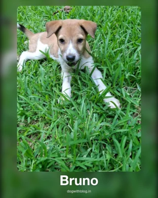 Six indie puppies in Bengaluru are waiting for someone to pick them.

Coco, Milo, Kaju, Boba, Sammy and Bruno are indie puppies who need a home in Bengaluru.

Coco is bubbly. Milo is curious about everything. Kaju is the smart one. Boba would happily sit in your lap all evening. Sammy and Bruno have floppy ears and white blazes down their faces, and Bruno has a black-tipped tail that never stops moving.

Coco, Milo and Kaju are vaccinated and dewormed, so they’re ready to come home. Ask Srinivas about Boba’s vaccination and about the age and gender of Sammy and Bruno.

Same rescuer, one phone number.
Srinivas: 95352 08103 (call or WhatsApp)

Send this to the friend who keeps saying “someday” about getting a dog.

#AdoptDontShop #IndieDogs #BengaluruDogs #AdoptABangalore #indianstreetdogs #dogwith_blog