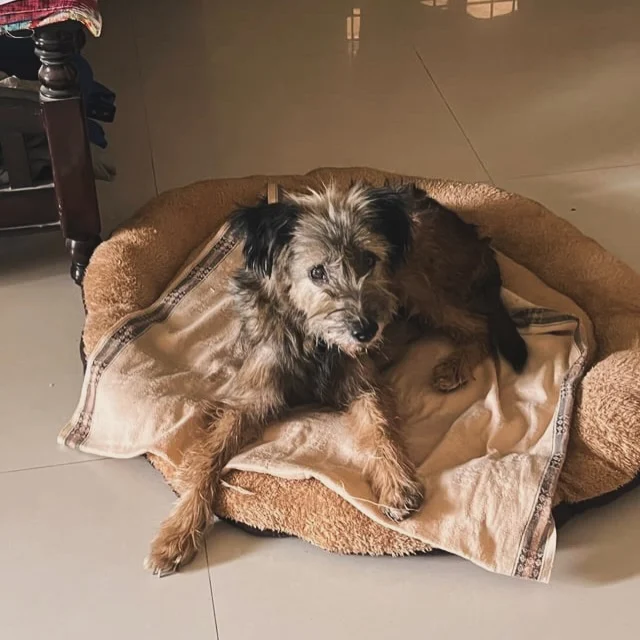 Hyderabad: a 5-year-old Lhasa Apso mix, found abandoned near Mallampet, needs a forever home.

💉 Vaccinated: DAPP-L4 and anti-rabies
🩺 Checkup: no major health concerns
👁️ Eyes: bacterial infection, treated with drops
💊 Deworming: medication prescribed
🐶 Energy: eating and drinking well, more active than yesterday, still a little dull

Next up are blood tests for anaemia and a pregnancy scan. Both will show what care she needs.

She is sweet and gentle, and calm with handling. She knows to go outside to relieve herself and seems used to living indoors. Her rescuers can’t keep her permanently. They are keeping her safe and comfortable until the right family comes along.

📍 Mallampet/Bachupally, Hyderabad, Telangana
📩 To adopt, DM this account or call 7680001783

Know someone in Hyderabad who has been thinking about a dog? Send them this post. A share is how she finds her home.

#AdoptDontShop #HyderabadDogs #DogAdoptionIndia