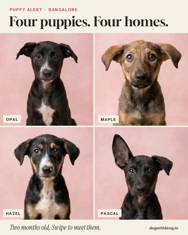 Pascal has one ear up and one ear down, and he still hasn't picked a side.

He's two months old and waiting in Bangalore with Opal, Maple and Hazel. Three girls, one boy. All four are vaccinated and dewormed.

They're based in Bangalore, and adoption is open to homes in Delhi and Mumbai too.

To adopt, WhatsApp +91 97171 28999 (WhatsApp only).

Can't adopt? Send this to one friend in Bangalore, Delhi or Mumbai. That one share could be the reason one of them gets a home.