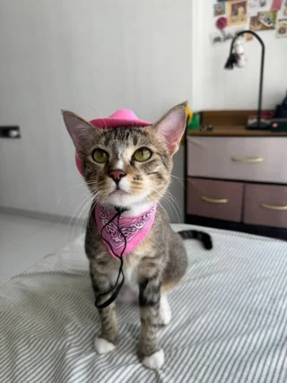 🐾 Cat for adoption in Pune | Can travel to Mumbai & Bangalore

Lost to firecrackers last Diwali. Lost again by an adopter in spring. Penny is still the friendliest cat in the room.

Penny is a 1-year-old female tabby cat. Litter trained, dewormed, vaccinated and sterilised.

She needs:
• To be the only pet, for now
• Indoor life with the run of the whole house
• Cat trees and shelves (she loves heights)
• Daily play before and after work
• A clean litter box and bowls

Fine alone through office hours, great with WFH folks. First-time adopters welcome. Eats Smylo wet food and Royal Canin dry; her adopter should keep her on this or better.

Adoption formalities are mandatory. Her rescuers want a stable home that will commit for her whole life.

📲 WhatsApp 7043782899 (no calls) or DM.

Know someone who wants to adopt a cat in Pune, Mumbai or Bangalore? Send this to them.

#CatAdoptionPune #AdoptACat #PuneCats #MumbaiCats #BangaloreCats
