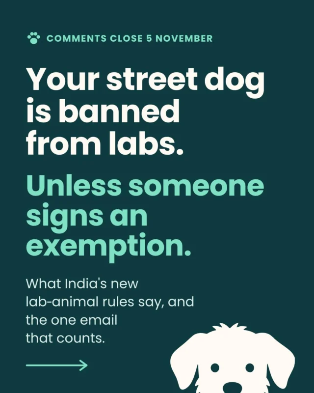 If you feed a street dog, read slide 5.
India's draft rules for lab animals keep strays out of experiments, then let a competent authority hand out exemptions, and nowhere does the draft say who that authority is. For the dog outside your gate, that's the whole protection. A default.
One signature switches it off.
Comments close on 5 November and the QR code for the letter is on slide 7. Send this to whoever feeds the dogs on your lane, because they'll want to write it too.
Prefer post? Speed Post it to The Member Secretary, CCSEA, Delhi Milk Scheme Complex, near State Bank of India, Shadipur, Delhi 110008, early enough to arrive by the 5th. Living abroad? NRIs can send one too.
#StopAnimalTesting #AnimalTestingIndia #CrueltyFree #StreetDogsOfIndia #DogsOfIndia