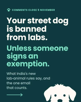 If you feed a street dog, read slide 5.

India's draft rules for lab animals keep strays out of experiments, then let a competent authority hand out exemptions, and nowhere does the draft say who that authority is. For the dog outside your gate, that's the whole protection. A default.

One signature switches it off.

Comments close on 5 November and the QR code for the letter is on slide 7. Send this to whoever feeds the dogs on your lane, because they'll want to write it too.

Prefer post? Speed Post it to The Member Secretary, CCSEA, Delhi Milk Scheme Complex, near State Bank of India, Shadipur, Delhi 110008, early enough to arrive by the 5th. Living abroad? NRIs can send one too.

#StopAnimalTesting #AnimalTestingIndia #CrueltyFree #StreetDogsOfIndia #DogsOfIndia