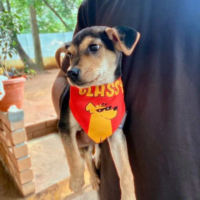Mia is 50 days old and already owns two outfits. What she doesn’t own yet is a home.

Mia is a 50-day-old indie girl looking for her family in Bangalore.

Black and tan, tiny paws, and happiest when someone’s holding her. She sat through a bandana and a frilly frock for these photos without one complaint. Classy, just like the bandana says.

Health so far:
• First vaccine dose done
• Dewormed
Her adopter takes over the rest of her shots.

Want to meet her? Call 9148640714.

Not in Bangalore? Send this to someone who is. Your share could be the one that finds her family.

#AdoptDontShop #PuppyForAdoption #BangalorePuppies #IndieDog #AdoptIndie