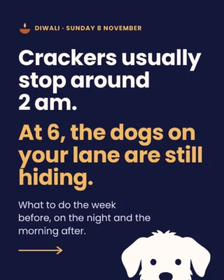 My mother fed the street dogs on our road in Kumaon for years. Jhalla was the fussy one: boiled eggs only, not even chicken.

Dogs like Jhalla have the hardest Diwali of all, with no room to hide in and nobody sitting with them while the sky goes off. This is for them. It's also for the dog asleep on your sofa right now, who will be under the bed by nine, shaking, and quite sure the world is ending.

Save it for the 8th. Send the last slide to whoever feeds the dogs on your road. City animal helplines are on dogwithblog.in.

Happy noise-free Diwali.

#Diwali2026 #NoiseFreeDiwali #StreetDogsOfIndia #IndieDogs #DogsOfIndia