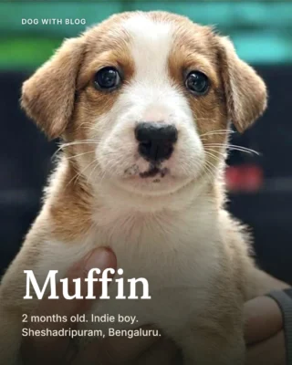 One white stripe down the middle, two tan ears, no home yet.

Muffin is a 2-month-old indie puppy up for adoption in Sheshadripuram, Bengaluru. His deworming is done. That's all his rescuer's poster tells us. The rest he'll show whoever meets him.

To meet him, WhatsApp his rescuer on 98807 00880. It's their number, not ours.

Not in Bengaluru? Send this to one friend who is.