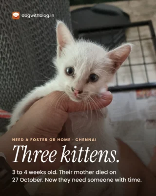 Three kittens in Anna Nagar East, Chennai lost their mother on 27 October. Varun found her in his terrace garden, and the kittens in a pipe in the loft above. A fourth did not make it.

They're 3 to 4 weeks old, ginger and white, and on kitten milk replacer. Varun can keep them for now but needs a foster or a home for all three.

DM us "Kittens" or call Varun (number on the last slide). Not in Chennai? Send this to someone who is.

#AdoptDontShop #KittensOfInstagram #ChennaiCats #CatAdoption

dogwithblog.in/adopt/three-orphaned-kittens-3-4-weeks-chennai