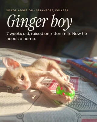 Cat adoption in Kolkata: a ginger boy, 7 weeks old, needs an indoor home. He is in Serampore.

He was raised on kitten milk and is learning dry food. He has not had his vaccinations yet, so the first stop is a vet.

His rescuer, Anuja, has other pets and cannot give a kitten this young the attention he needs. She will do a video call before anything is agreed.

To meet him, call Anuja on 74393 45800.

Save this, and send it to one person near Kolkata who has been saying they want a cat. That DM is how he gets home.

#AdoptDontShop #CatAdoption #KolkataCats