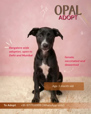 Four puppies, 2.5 months old, three girls and a boy. Opal, Maple, Hazel and Pascal are vaccinated, dewormed and in Bengaluru. Families in Bengaluru, Delhi and Mumbai can adopt them. WhatsApp only: +91 9717128999. 

Can't adopt? Send this to one person who has been talking about getting a dog.