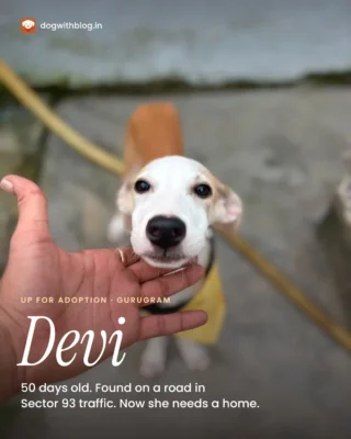 50 days old and found on a road in heavy Sector 93 traffic. Devi needs a home in Gurugram.

Her rescuers took her in. They leave for their hometown for the holidays and can't take her along, so she needs her own people before then.

Indie puppy, girl
Vaccinations up to date
Playful, all energy
Sector 93, Gurugram

DM us "Devi" and we'll put you in touch with her rescuers, or call them from her listing (link in bio).

Can't adopt? Send this to one person in Gurugram who might.

#AdoptDontShop #IndieDog #GurugramDogs #PuppyForAdoption #DogWithBlog

dogwithblog.in/adopt/devi-50-day-old-indie-puppy-gurugram