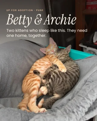 Pune: two vaccinated kittens need one home, together.

Betty and Archie are both girls. Dewormed, flea-treated, litter trained. Their first adoption fell through, so their rescuer is looking again, and she wants them to stay together.

In Pune, open to adopters in Mumbai. Strict adoption formalities apply and netting is mandatory.

Save this and send it to someone who might give them a home. DM us and we'll send you their page.

#CatAdoptionPune #AdoptDontShopIndia #KittenAdoption