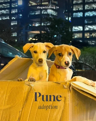 Every puppy from their litter has a home now. Except these two.

Dora and Orca, 3-month-old Indie girls in Pune. Vaccinated, dewormed, vet-checked, and each comes with her own puppy kit.

Looking for two families, one for each girl.

Call or WhatsApp the rescuer: 9077376324

Know someone in Pune who wants a dog? Send them this.