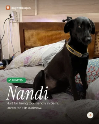 The dog her colony didn't want is now hogging a bed in Lucknow.

Blacky was hurt in Delhi for being too friendly. Surabhi saw her listing, said yes, and named her Nandi. Disha handled every step in between. Thank you, both of you.

Same tail. Same habit of walking up to strangers. This time it ended in a home.

Send this to the friend who keeps saying "one day I'll adopt."
