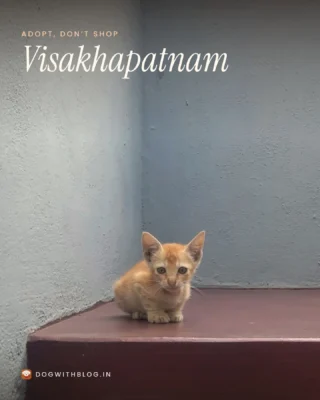 Kitten for adoption in Visakhapatnam. This ginger boy is six to seven weeks old, and Tarun found him alone in Gajuwaka with no mother around.

He's healthy and active, and not vaccinated yet. Tarun wants a safe, loving, permanent home for him.

Call Tarun on 78427 67616, or DM us and we'll send you his page. Know someone in Vizag who's been wanting a cat? Send this to them.

#KittenAdoption #AdoptDontShopIndia #Visakhapatnam